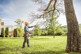 How Our Tree Care Process Works  in  Wylie, TX